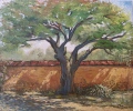 Le vieux pommier - Arbres