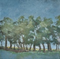 Arbres au champ de colza - Arbres