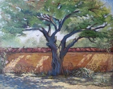 Le vieux pommier à cidre - La Ferté-Loupière