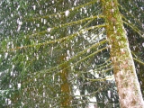 Flocons - Photos