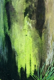Un tableau de la nature - Photos