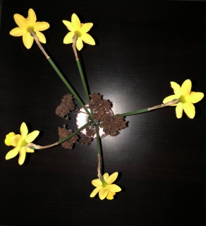 Jonquilles - Photos